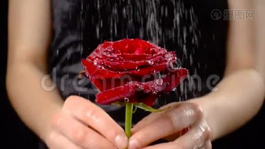 女孩`手握着雨下的湿红玫瑰，慢动作视频