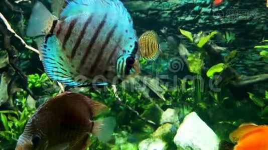 五颜六色的异国鱼类在水族馆游泳，背景是海藻视频