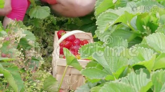 家庭园艺，父亲，孩子把草莓收集到篮子里视频