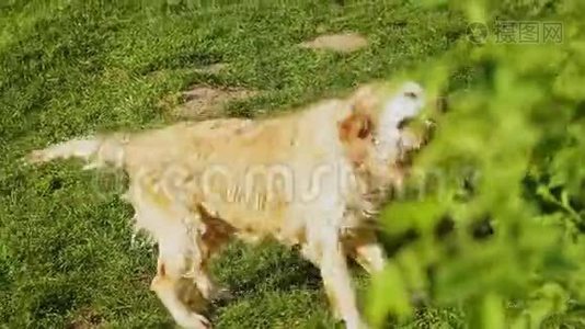 有趣的湿毛猎犬或拉布拉多犬在大自然中摇动水视频