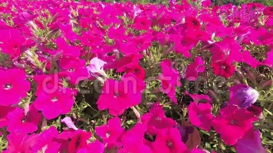 粉色矮牵牛花特写，鲜花在城市公园迎风摇曳视频