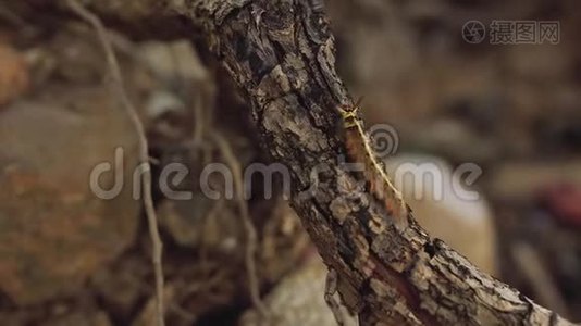 黄毛虫蝶甲双足节肢动物气管野生切除术视频