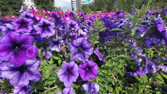 粉色矮牵牛花特写，鲜花在城市公园迎风摇曳视频