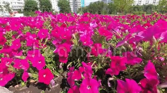 粉色矮牵牛花特写，鲜花在城市公园迎风摇曳视频