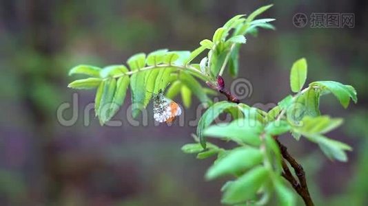 一只白色的森林蛾子，翅膀上有粉红色和橙色的斑点，坐在有绿叶的树枝上。视频