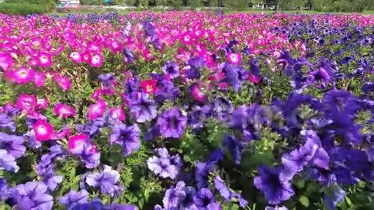 粉色矮牵牛花特写，鲜花在城市公园迎风摇曳视频