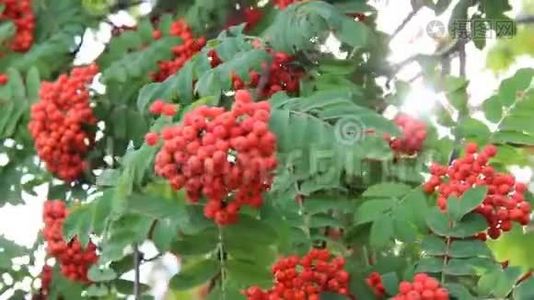 罗文枝条，成熟果实特写.. 红罗旺浆果在罗旺树枝上，成熟的罗旺浆果特写和绿色。视频