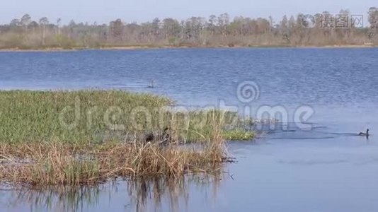 在佛罗里达湖打架的安辛加鸟视频