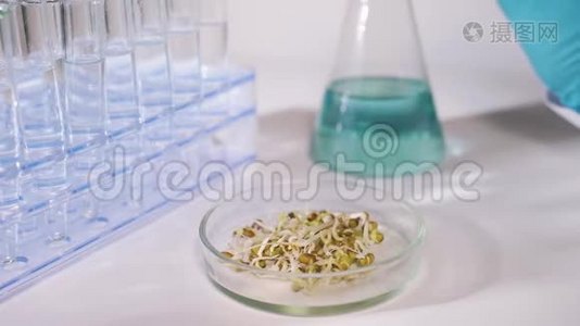 一位现代实验室的科学家正在进行植物种子实验。 概念----转基因研究视频