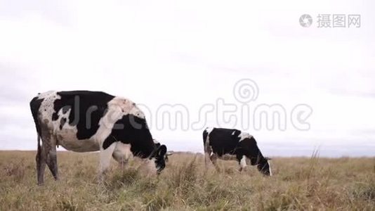 树牛在秋天的草地上放牧。 动作平稳。视频