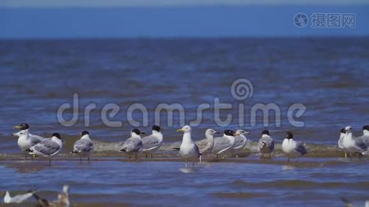 鸥群：一群海鸥——巨大的黑头海鸥伊希雅图斯和黑头海鸥海头视频