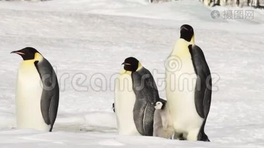 南极洲雪上的帝企鹅视频