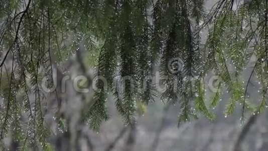 明亮的水滴低垂在松树的树枝上视频