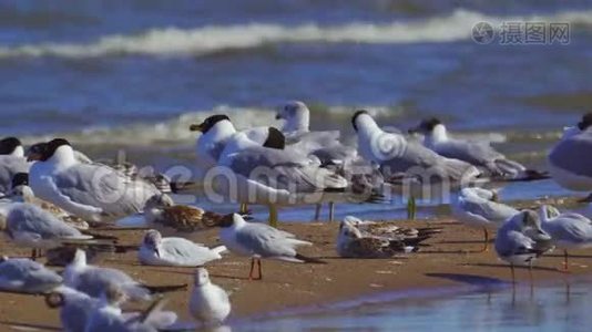 一群海鸥——巨大的黑头海鸥伊希雅图斯和黑头海鸥脊头鸥视频