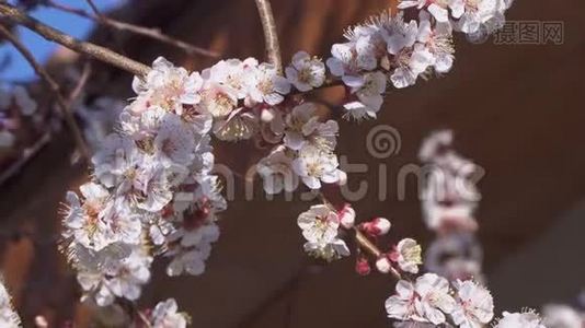 杏树开了花，蜜蜂在花旁飞翔视频