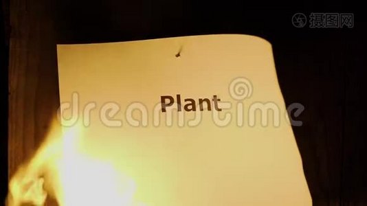 火字植物视频