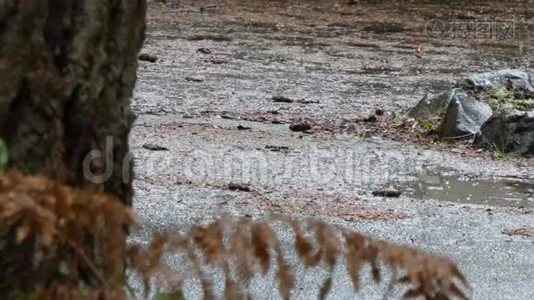 冬季在靠近林缘的道路上形成水坑视频