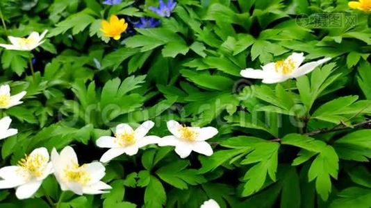 在植物园的轻风上特写白葵，春天的第一朵花之一，柔和的焦点。视频