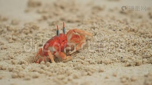 加拉帕戈斯群岛的伊斯拉圣海岸海滩上的一只鬼蟹视频