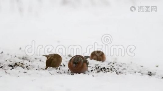 雪地上的金翅雀视频