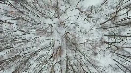 冬日寒冷的森林里孤独运动员慢跑的空中镜头视频