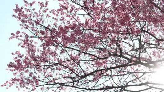 樱花树上盛开，阳光透过树枝照射视频