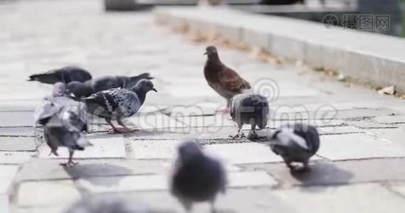 城市公园里有一大群鸽子。视频