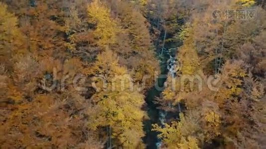 一条被森林、橘子树包围的泡沫山河视频