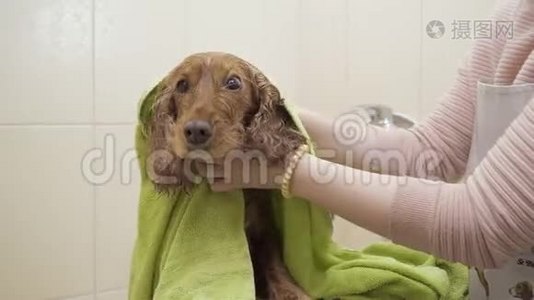 女人洗澡后擦湿狗视频