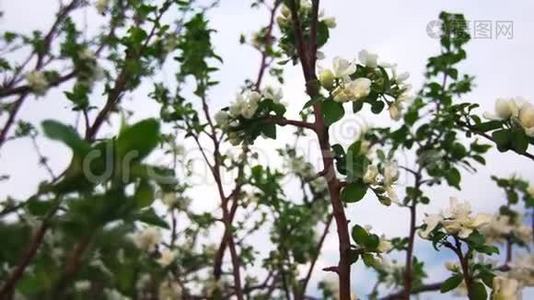 一棵苹果树上盛开着美丽的白花，迎风飘舞视频