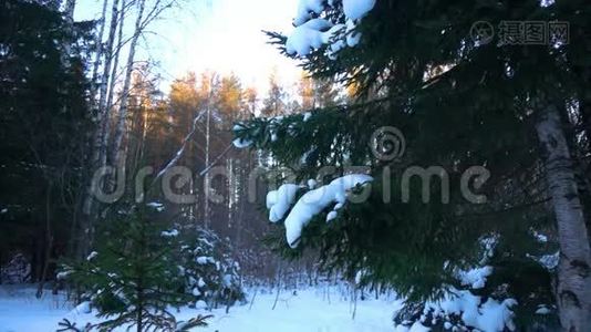 雪落在杉树的树枝上，缓慢的运动视频