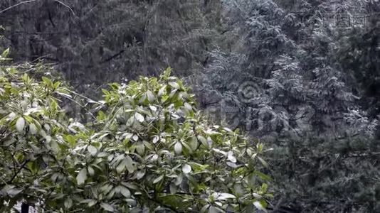 太平洋西北雪林中的杜鹃花和松树视频