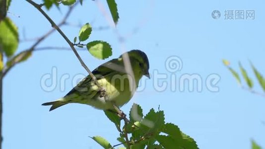 鸟-欧亚的Siskin Spinus尖刺坐在树枝上。视频