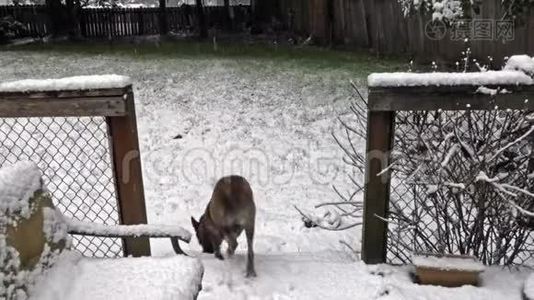 大的幼犬在雪堆里跑视频