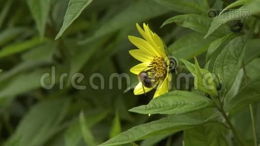 大黄蜂授粉花视频