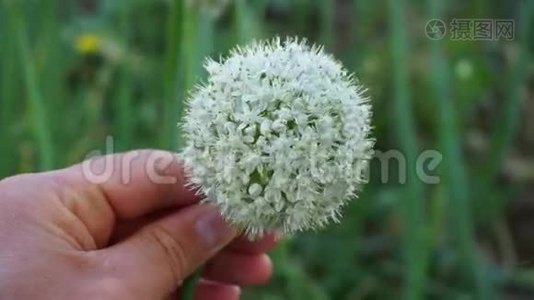 为种子保留的洋葱，为洋葱植物保留的种子，为种子保留的洋葱芽成熟视频