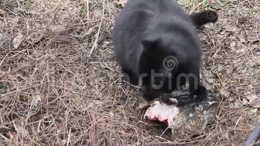 黑猫吃鱼视频