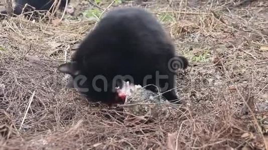黑猫吃鱼视频