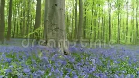 蓝色的花绕着大树视频