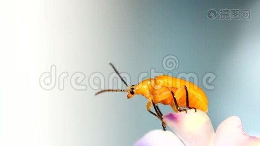 甲虫抓住花视频
