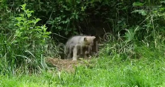 北极狼，犬狼疮苔原，幼崽站在入口，实时视频