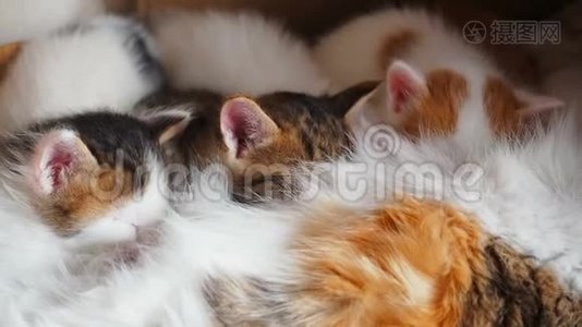 小猫向母猫吮吸着乳头. 哺乳小猫。 小猫吃妈妈`牛奶。 可爱的猫科动物。视频