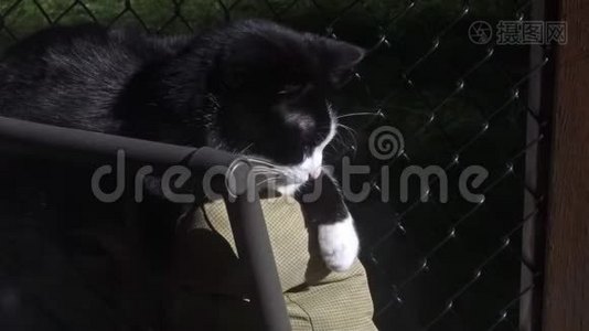 小黑白猫睡在躺椅上视频