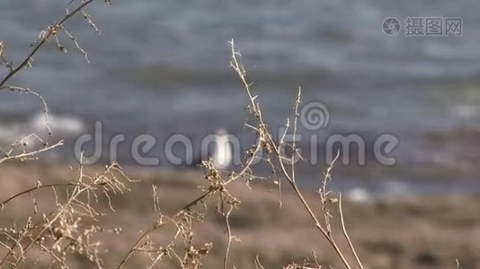 美洲`海鸥摩洛哥视频