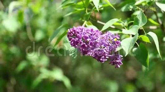 紫薇花丛在温和的风中盛开，4K分辨率视频