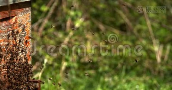 欧洲蜂蜜蜜蜂，蜜蜂去蜂巢，昆虫在飞行，返回靴子，蜜蜂在诺曼底，慢动作视频