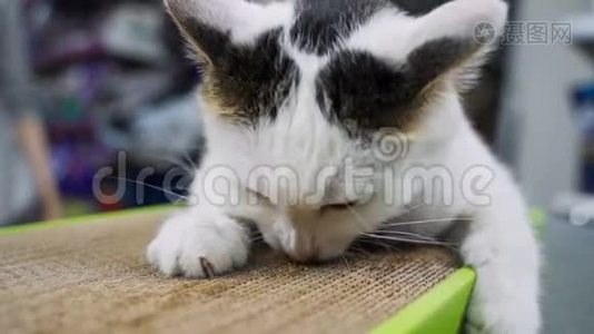 有趣的猫喜欢他的新爪磨玩具。视频