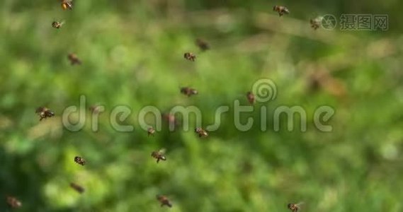 欧洲蜂蜜蜜蜂，蜜蜂去蜂巢，昆虫在飞行，返回靴子，蜜蜂在诺曼底，慢动作视频