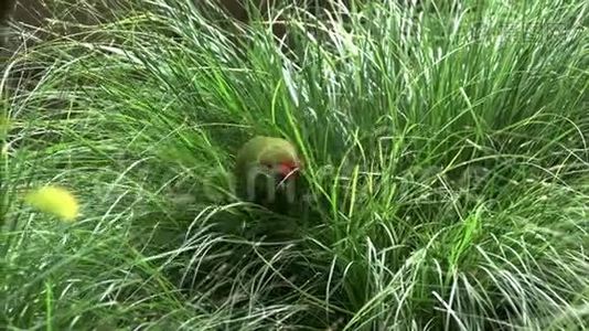 红冠鹦鹉在长草中觅食视频