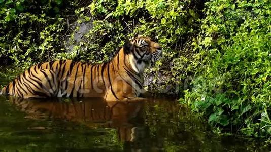 孟加拉虎在池塘里玩水的慢动作视频